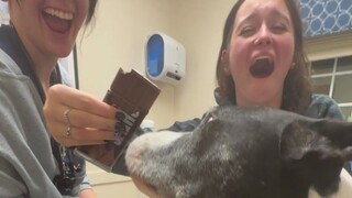 Anjing diizinkan mencicipi coklat sebelum mati