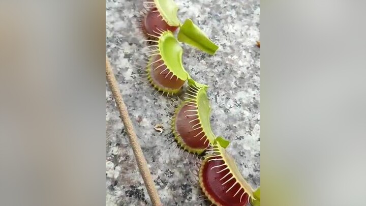 Tỉa lá xong làm món xiên nướng há há 🍡🍢  caybatmoi câybắtruồi cacanh chimchim caycanh cayanthit comcom yeuchomeo caybatmuoi câycảnh cây