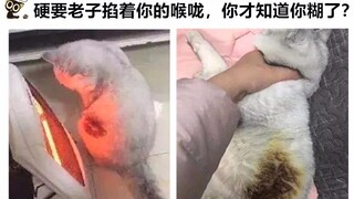 猫：我就说怎么这么香，原来是我熟了？！网络上让人爆笑的沙雕图#35（背景图及片尾更换）