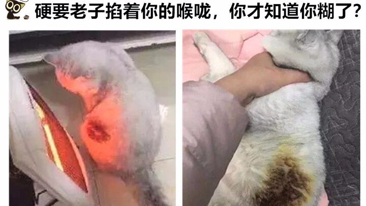猫：我就说怎么这么香，原来是我熟了？！网络上让人爆笑的沙雕图#35（背景图及片尾更换）