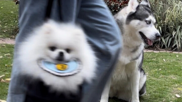 Chú chó đột nhiên xuất hiện trước ống kính đã chiếm hết toàn bộ sự chú ý.