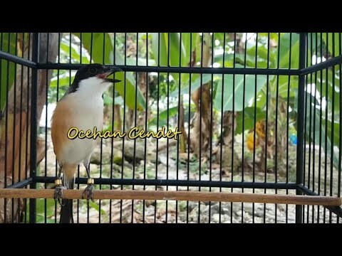 Bikin Cendet LAWAN Cepat RESPON Gacor NGEPLONG Dengan Suara Pancingan Ini