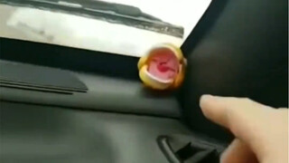 小鲨鱼：你猜我为什么被放在这儿？