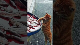 Funny animals 2023😆 - Funniest Cats and Dogs Video🐕🐈247 #shorts