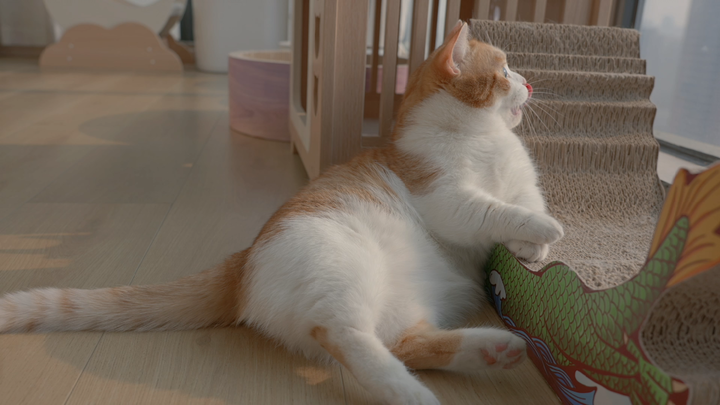 Malam itu aku bertanya pada San Mao, kalau bisa, apakah dia mau bertukar dengan seekor kucing?