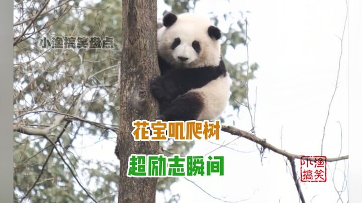 Panda Hua Hua’s inspiring tree-climbing moment: After learning to climb trees, Grandpa Tan couldn’t 
