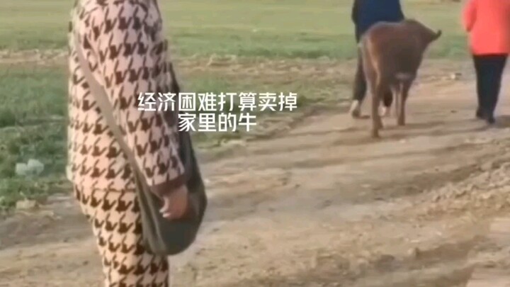 Don’t kill the kneeling cow, don’t sell the guard dog.