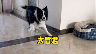 Don't raise a Border Collie...