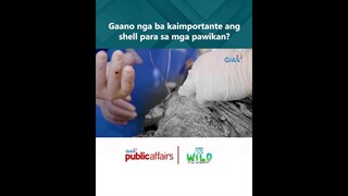 Gaano nga ba kaimportante ang shell ng mga pawikan? #shorts | Born to be Wild