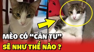 Dấu hiệu của 1 bé mèo có "CĂN TU" là như thế nào? 😂 | Yêu Lu