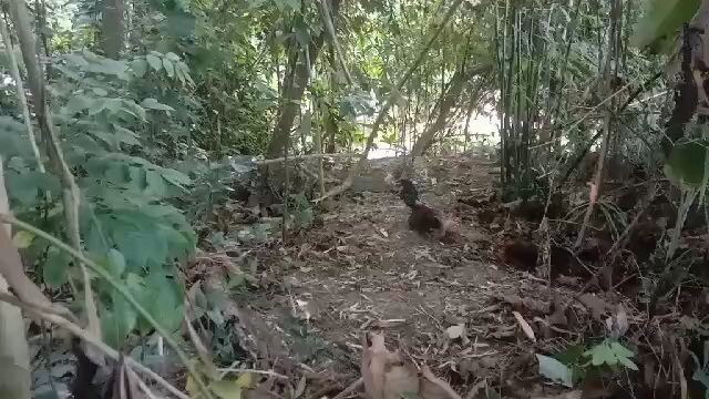 pikat ayam hutan tapau pertama