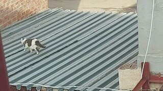 Cat 🐱🐈 running on the roof