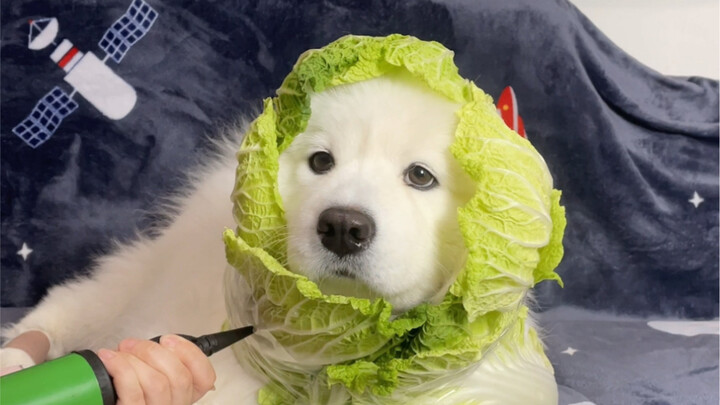 How to get a cute Samoyed… hehe… so adorable