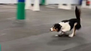Animation Reference 225-dog