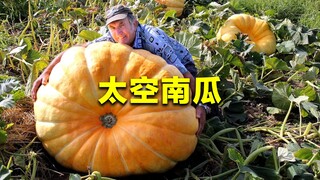 A space pumpkin weighs 288 kilograms. Why does space breeding make the fruit larger? Is it a blessin