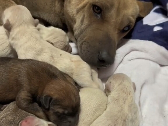 A nursing dog mom is aggressive toward all creatures except her owner.