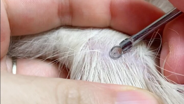 [Puppet Cattery] Squeeze blackheads on cats 4.0