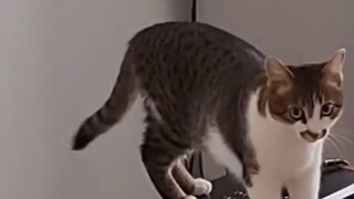 Mèo vô tình chơi bản nhạc phim