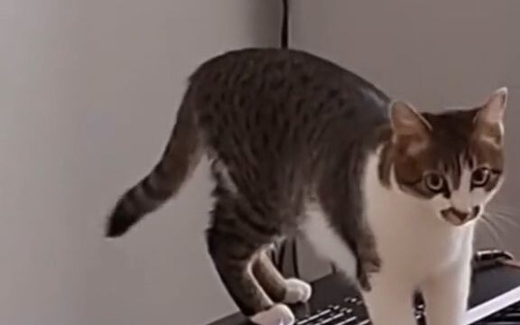 Cat accidentally plays movie soundtrack