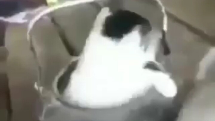 เทพแมว😺