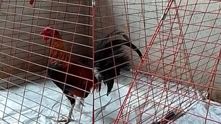 tornado hatch.2 years old need financer..pag nanalo inyo na manok.contct me in msgr.vazul makatul