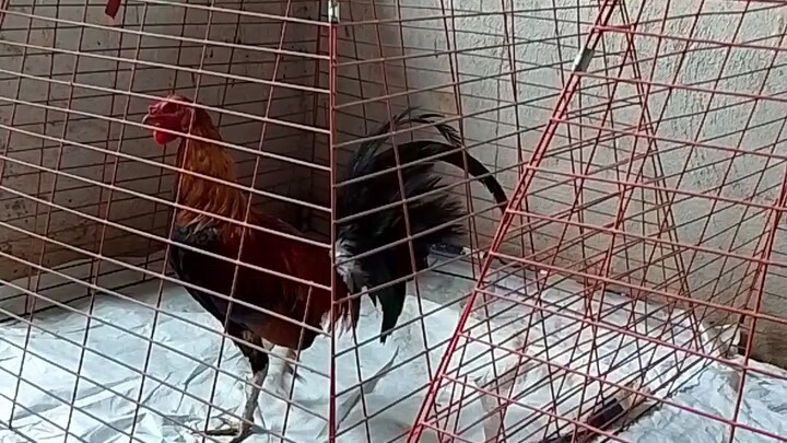 tornado hatch.2 years old need financer..pag nanalo inyo na manok.contct me in msgr.vazul makatul