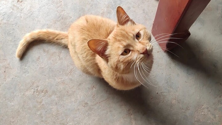 When you have a "talkative cat" at home!