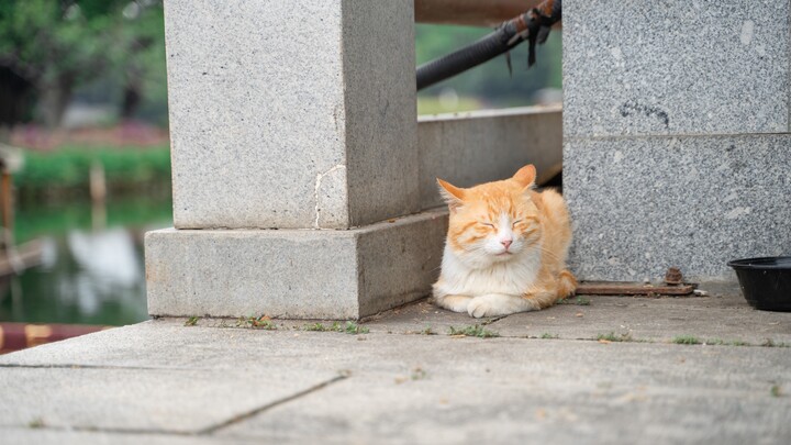 Ada begitu banyak kucing di taman di Guangzhou ini