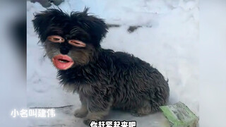 我掉毛，不好用