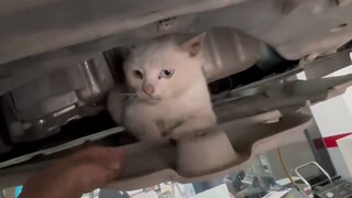 Koleksi Kucing! Pelanggan bilang ada suara mengeong di dalam mobil.