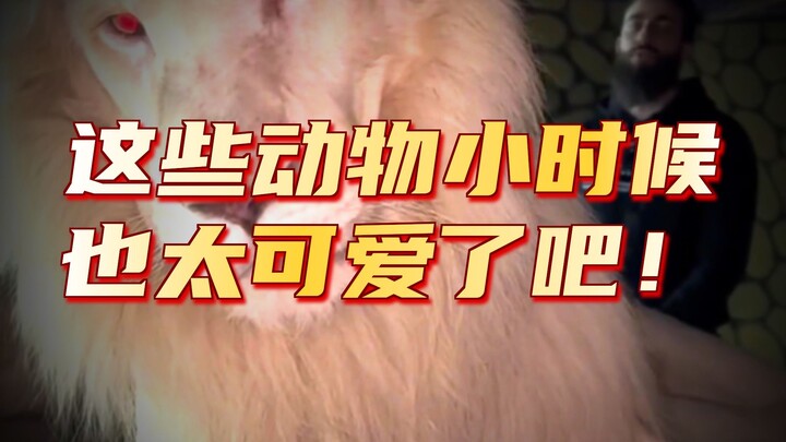 ลูกสัตว์เหล่านี้ตอนยังเล็กน่ารักมาก! คุณชอบตัวไหนที่สุด?
