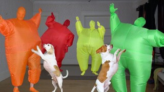 Dogs พบกับงานเต้นรำสุดเซอร์ไพรส์! สุนัขตลก Maymo และ Pot Pie เต้นรำกับ/ผู้ชายในชุด Chub
