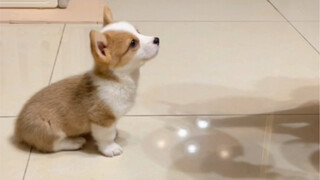 The Changes in My Little Corgi After Thirty Days at Home