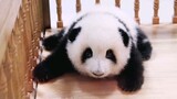 【大熊猫和花&和叶】一步一步爬向弟弟，抱一起睡觉觉
