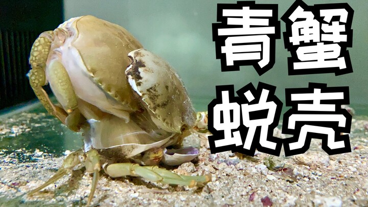 有幸纪录青蟹蜕壳过程，感叹生命的神奇