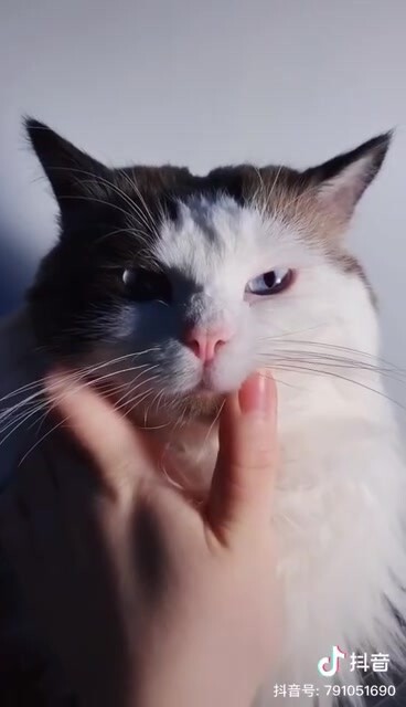 [Repost] If you shot cats in an asexual, restrained style, they’d probably look like this...
