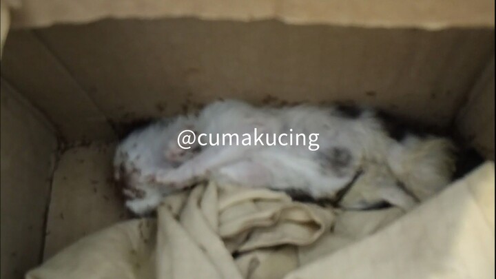 Nemu kardus isi bayi kucing