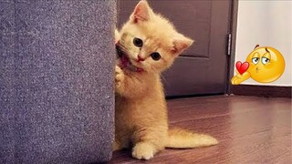 Try Not To Laugh Challenge : Cute And Funny Cats Videos #9 - Funniest Animal Videos 2022