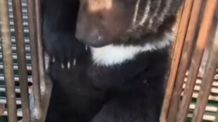 Look how smart it is!