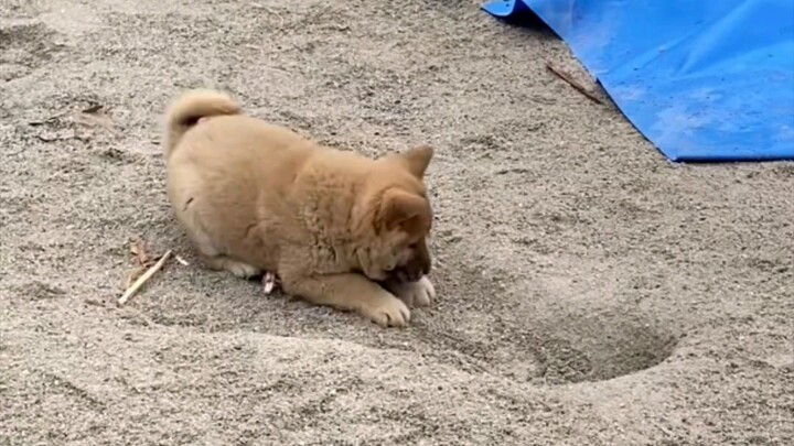 Chó nhỏ dễ thương