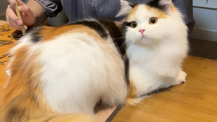 Kau buka mata, aku nggak percaya matamu kosong melompong.