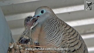 Here's how DOVE Chicks are fed "Crop Milk"