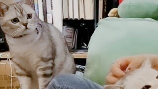 Kucing: Jadi cinta itu lenyap kan?