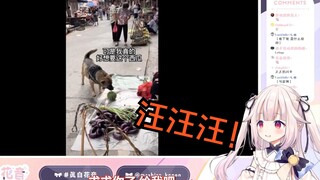 日本萝莉看《修勾买菜，但是日语》跟着模仿起来