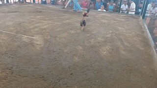 lose