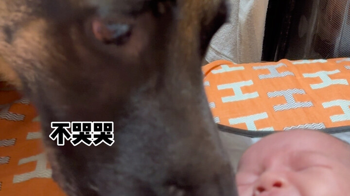 网上真的没骗人 德牧天生会带小孩