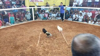 2cock ulutan, 2nd fight #whiteclaret #champion #CAGSAWACOCKPIT #ALBAY