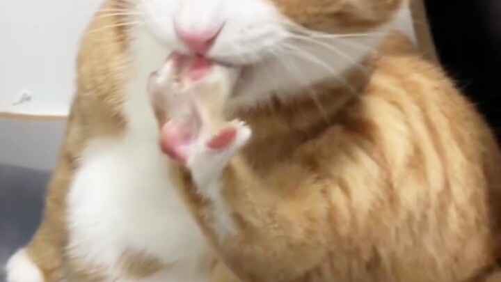 Bốn điều bác sĩ thú y không bao giờ nói với bạn