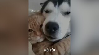 Lúc mới iu lãng mạng bik bao nhiêu 🙄  xuhuong pet husky alaska  dogs chó chócute dethuong anuong yeudongvat cunyeu thúcưng