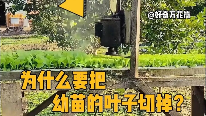 Mengapa daun bibit harus dipotong? #SainsPopuler #MeredakanStres #Pertanian #TambahPengetahuan